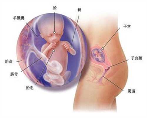 北京代孕怎么样_北京代孕代怀孕价格表_中国代孕群